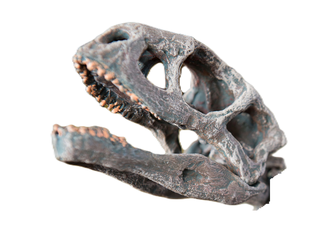 Chilesaurus skull