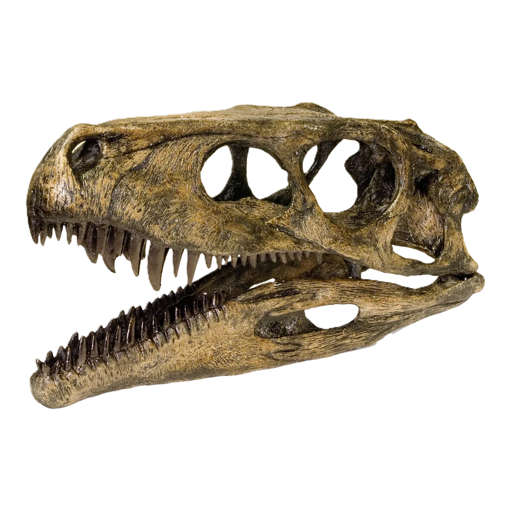 Herrerasaurus skull